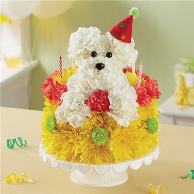 buy dog birthday cake melbourne